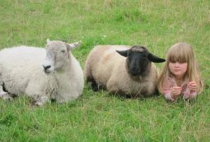 Sheep Sanctuary
