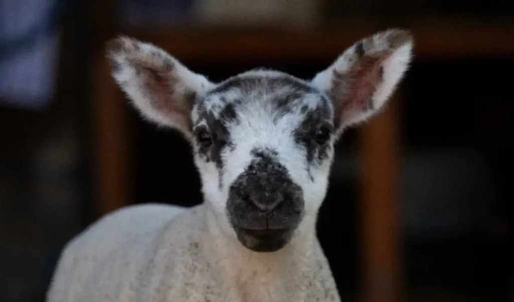 Coppershell Animal Rescue Header 05 5eje - Image 304 (April 26, 2026)