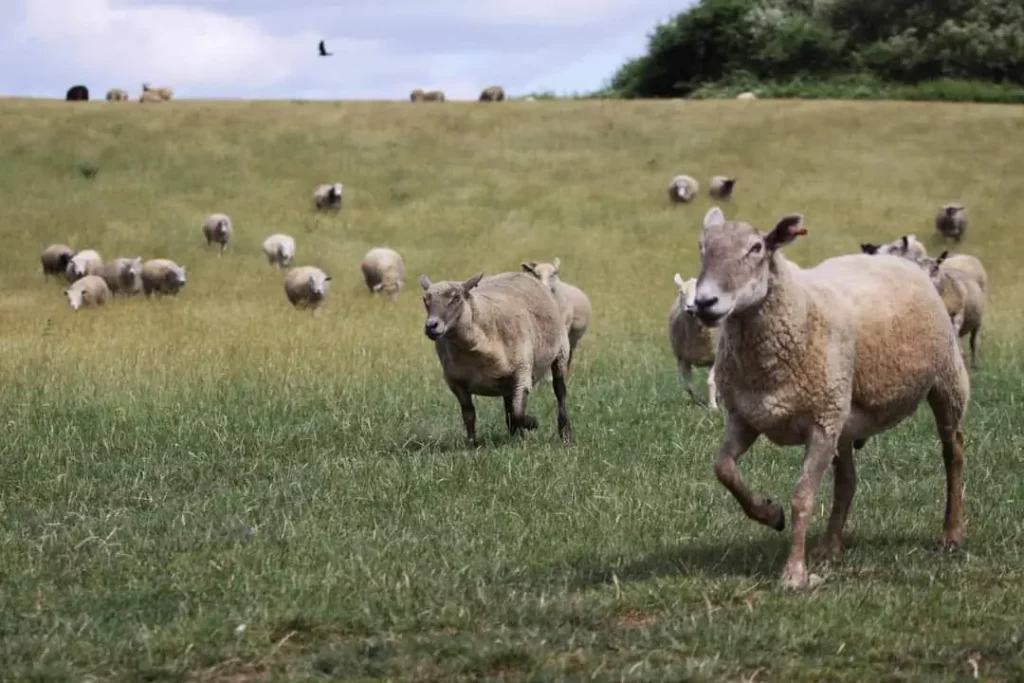 Farm Animal Rescue Sanctuary Header 18 5eje - Image 317 (April 26, 2026)