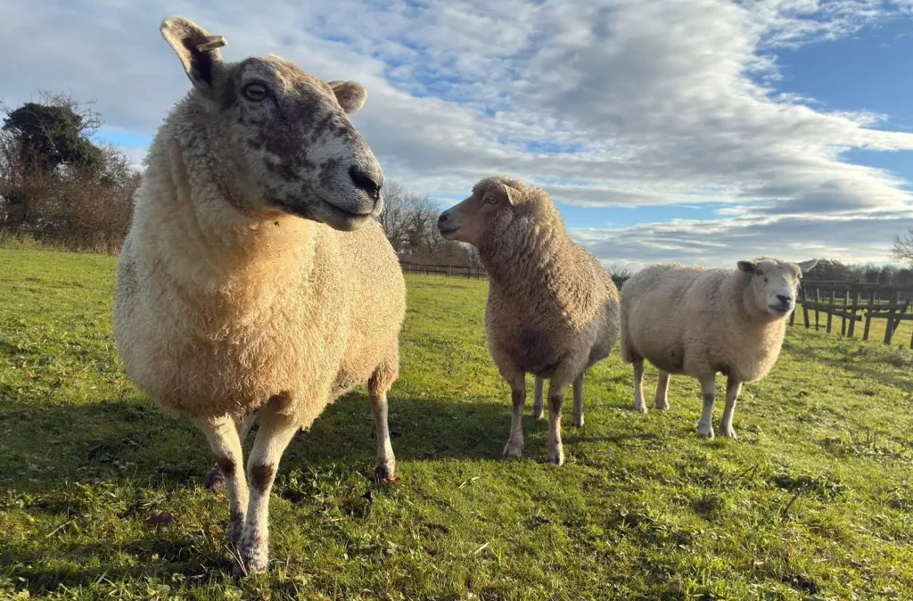 Horse And Farm Animal Sanctuary Header 09 5eje - Image 308 (April 26, 2026)