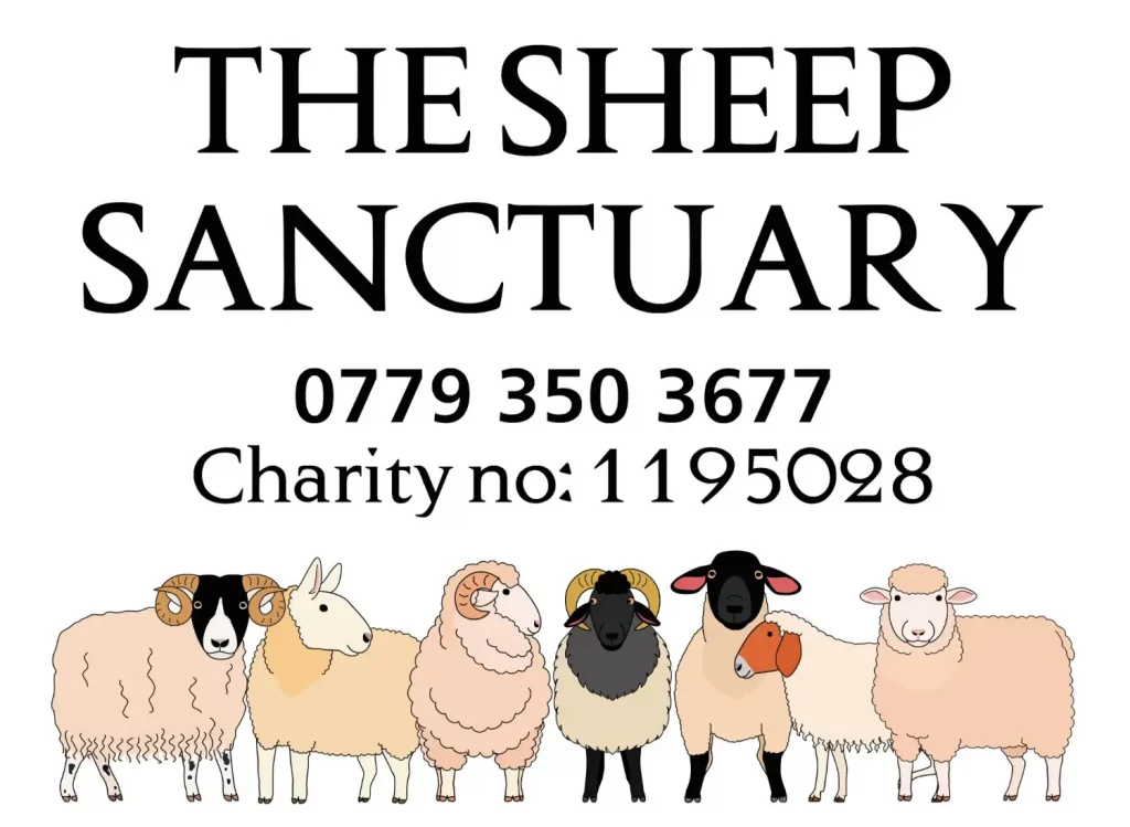 The Sheep Sanctuary - Image 01 (April 3, 2026)