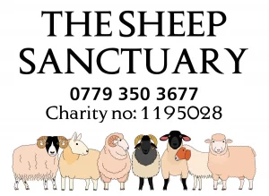 The Sheep Sanctuary - Image 01 (April 3, 2026)