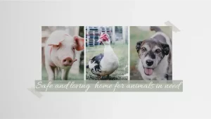 Back Into Daylight Animal Sanctuary Header 12 7pdm - Image 331 (May 15, 2026)