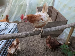 Forget Me Not Animal Rescue Header 05 7pdm - Image 324 (May 15, 2026)