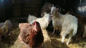 Tower Hill Stables Animal Sanctuary Header 04 7pdm - Image 323 (May 15, 2026)