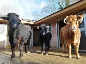 Brinsley Animal Rescue Header 11 Yrta - Image 348 (June 14, 2026)