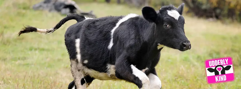 Animal Justice Project Header 25 Dpks - Image 379 (July 3, 2026)